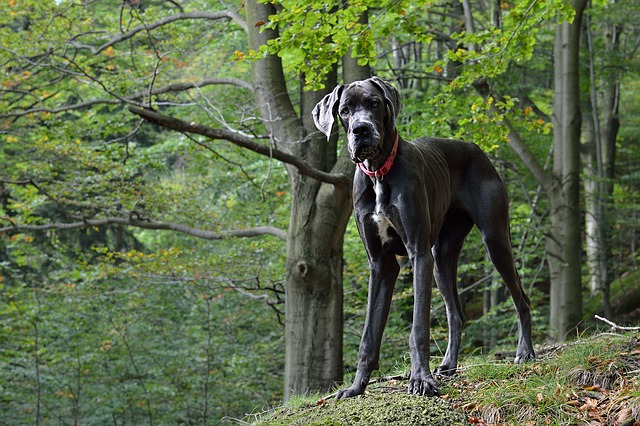 doga