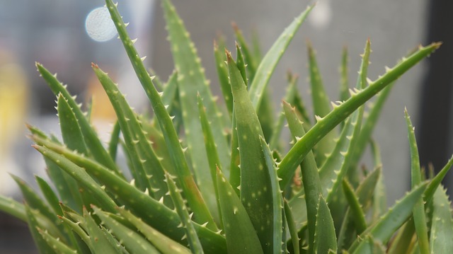 aloe vera